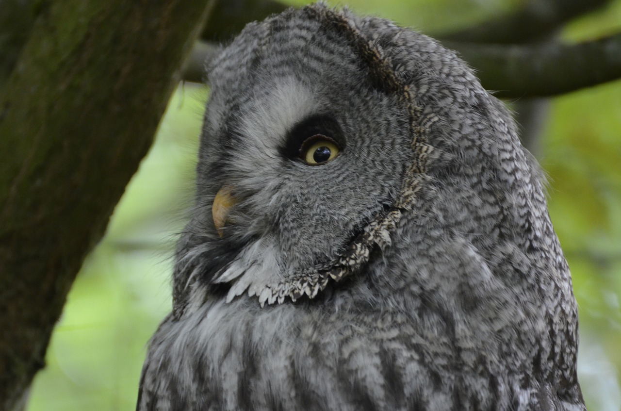 eagle owl  feather  bird free photo