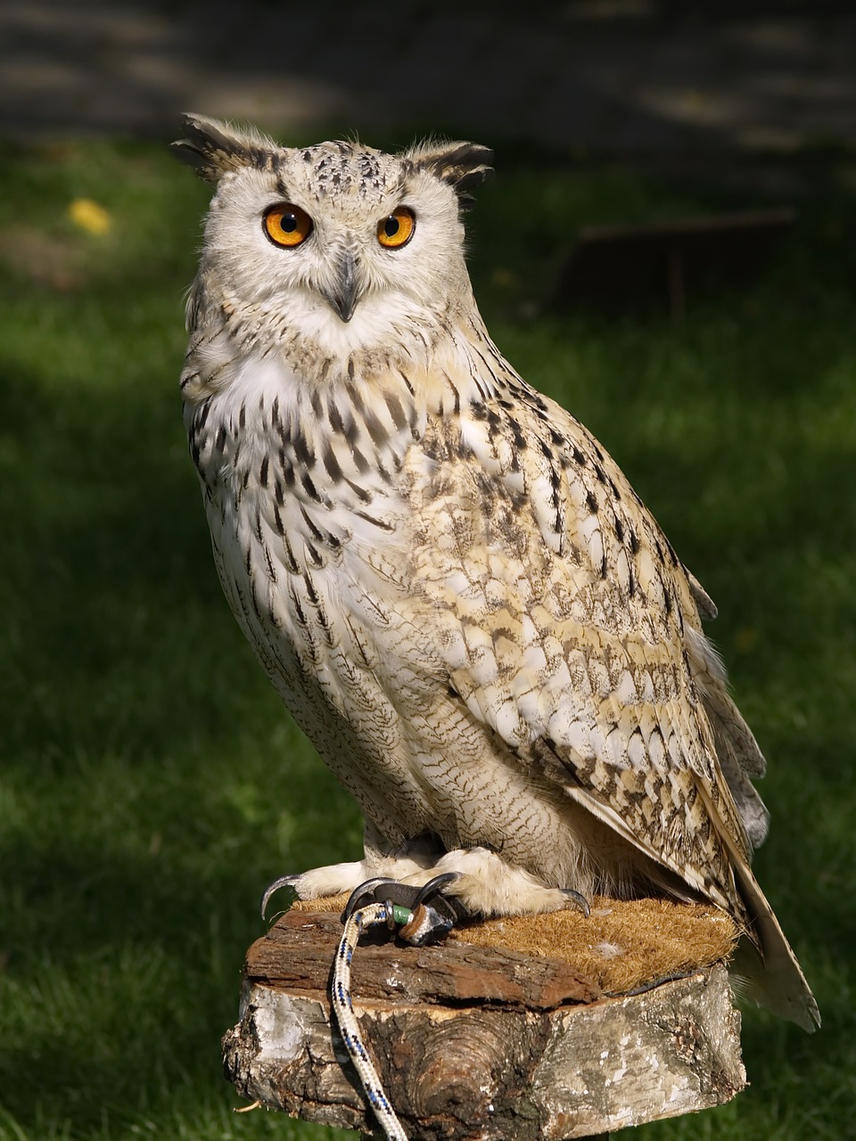 eagle owl raptor falconry free photo