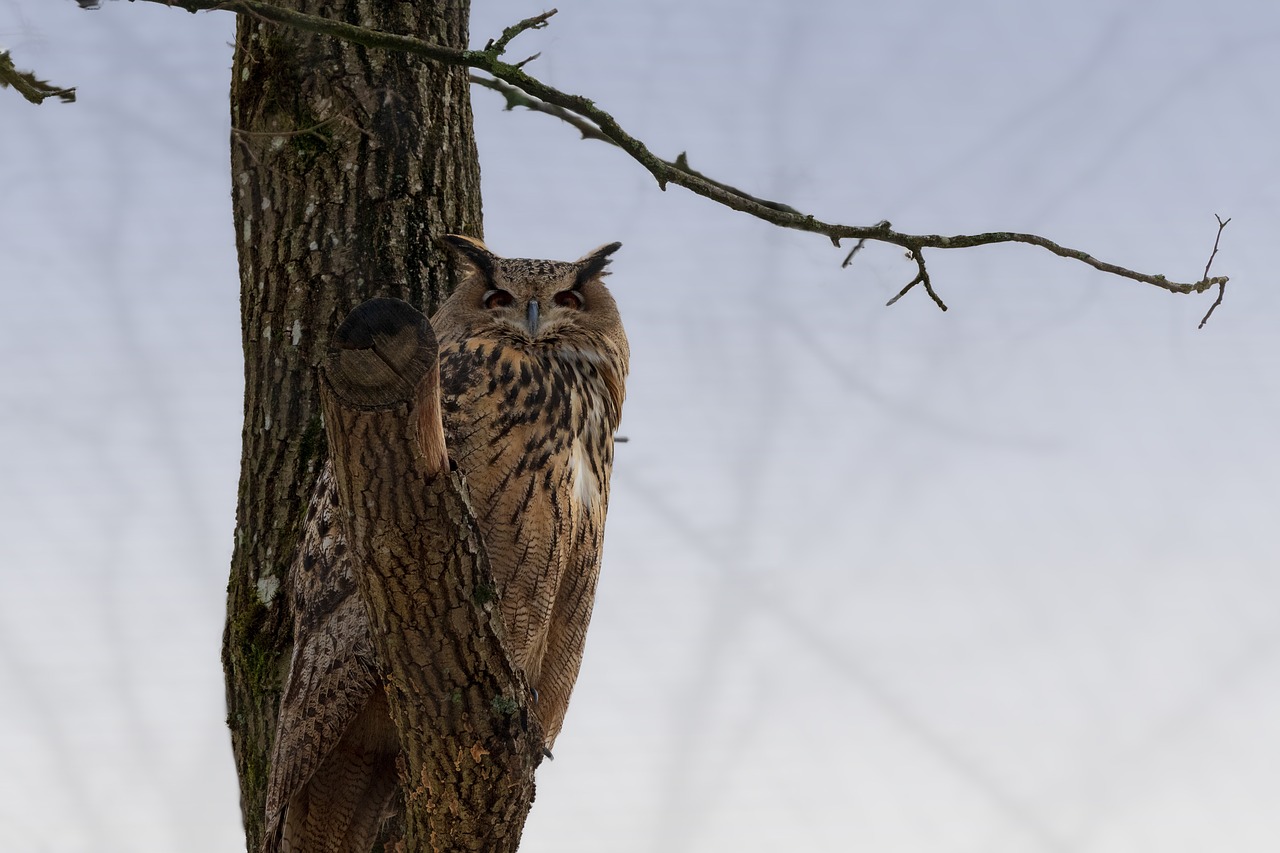 eagle owl  bird  nature free photo