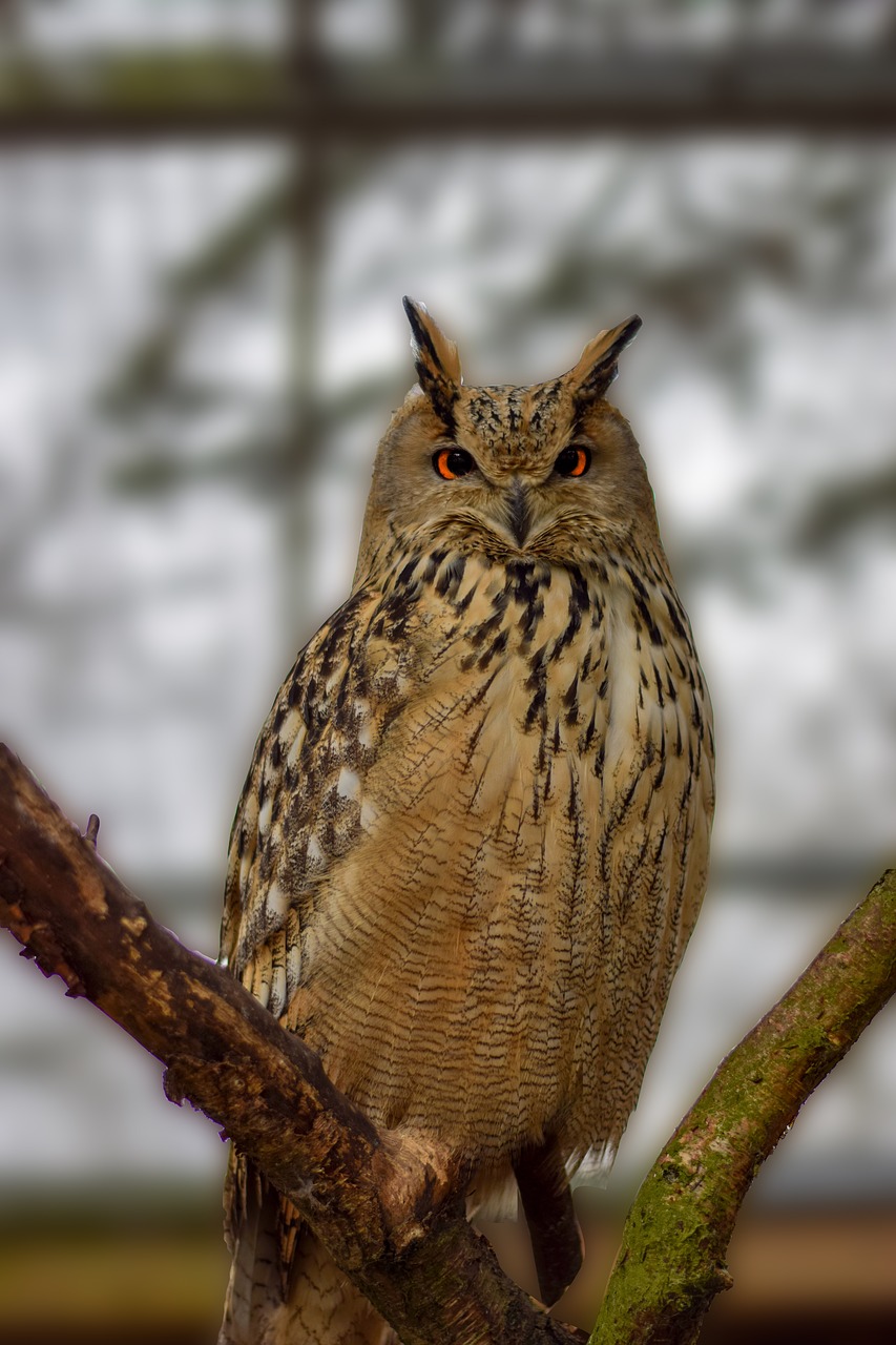 eagle owl  animal  owl free photo