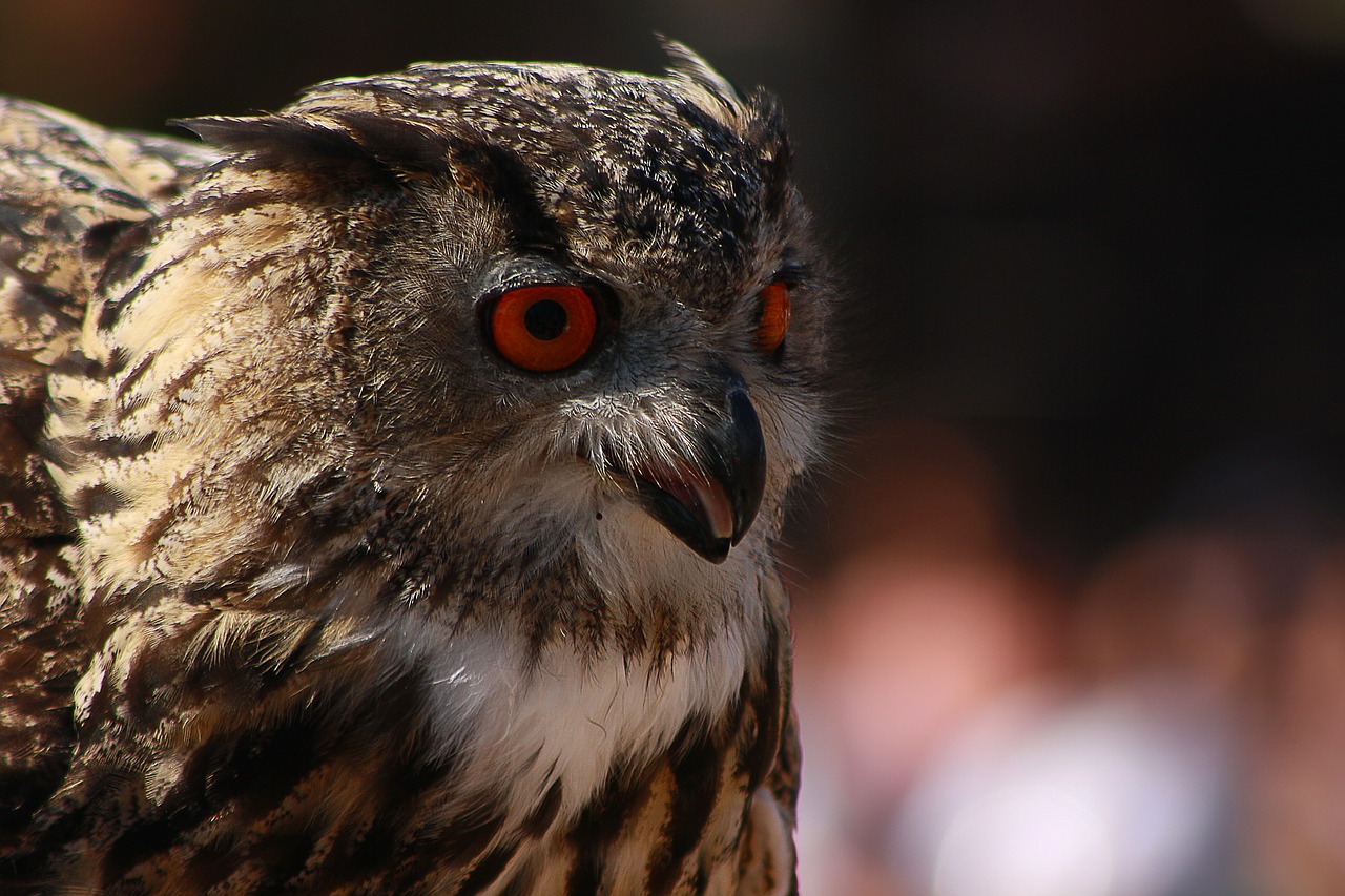 eagle-owl owl bird free photo