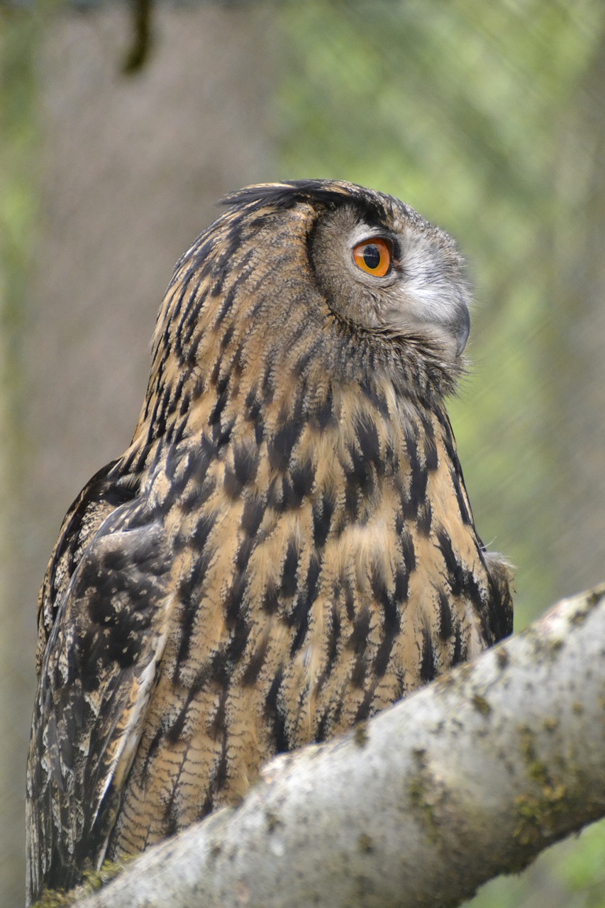 eagle owl raptor large free photo