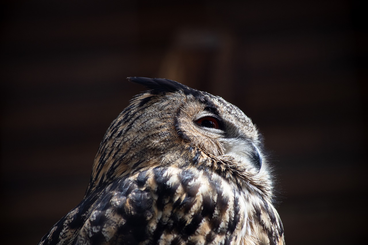 eagle owl  bird  animal free photo