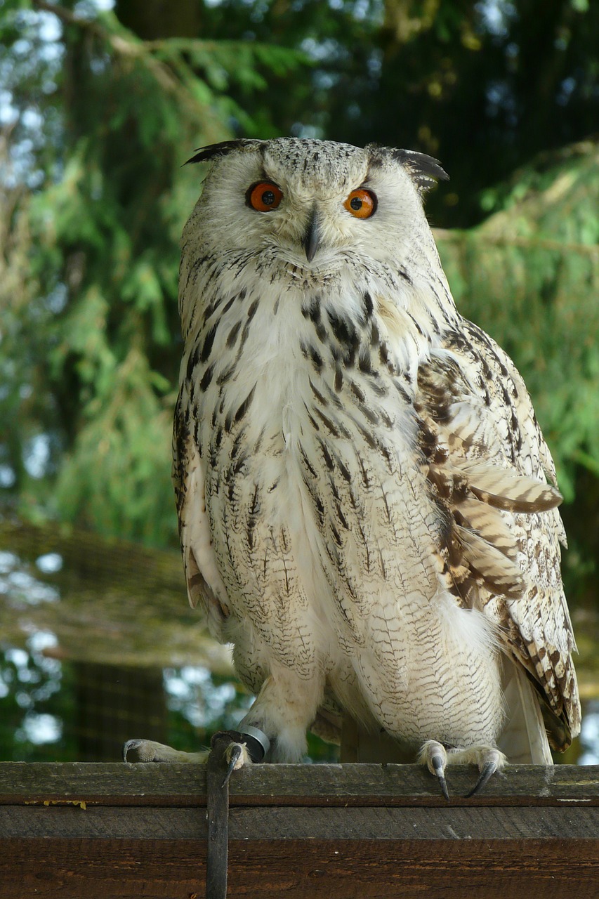 eagle owl owl bird free photo