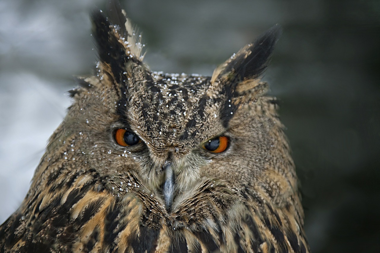 eagle owl animal portrait bird free photo