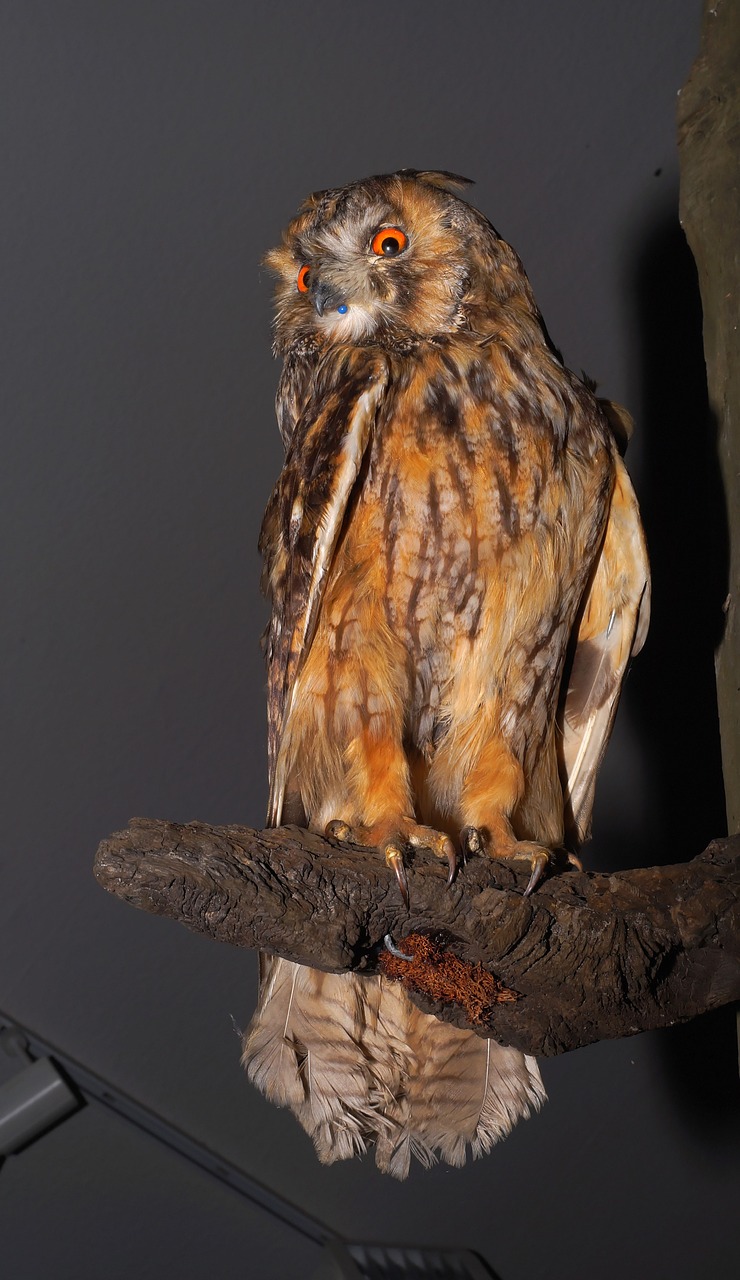 eagle owl bird hunting trophy free photo