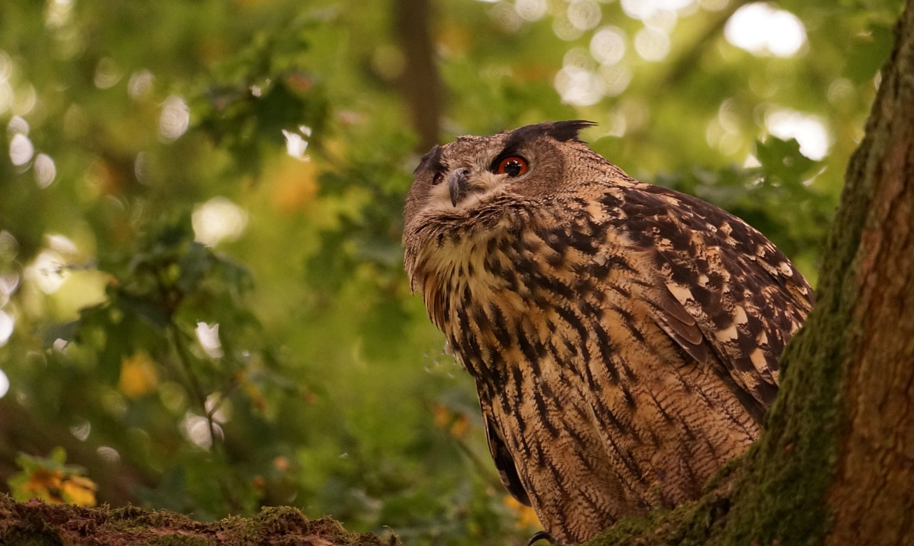 eagle owl feather forest free photo