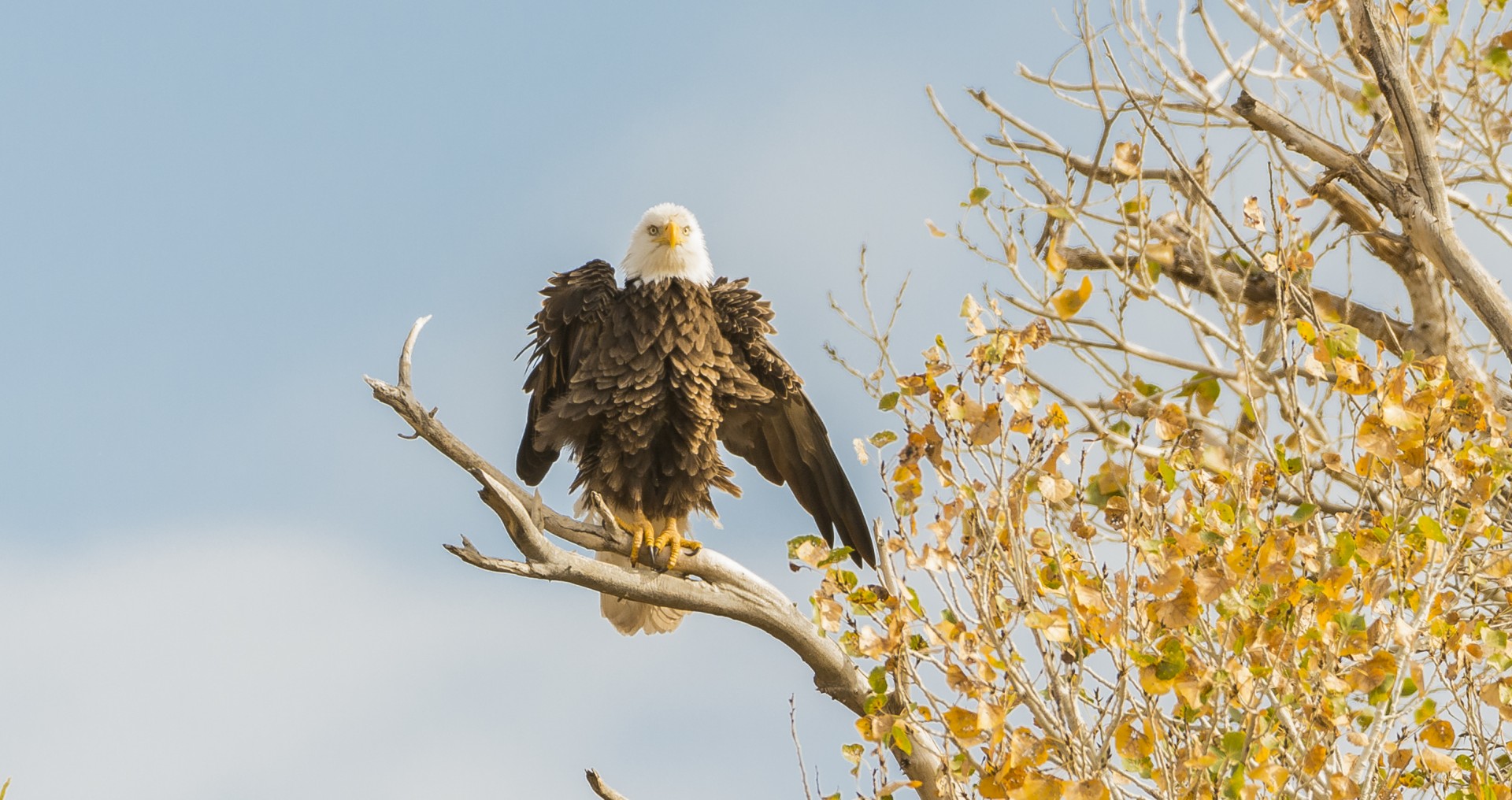 eagle bird animal free photo