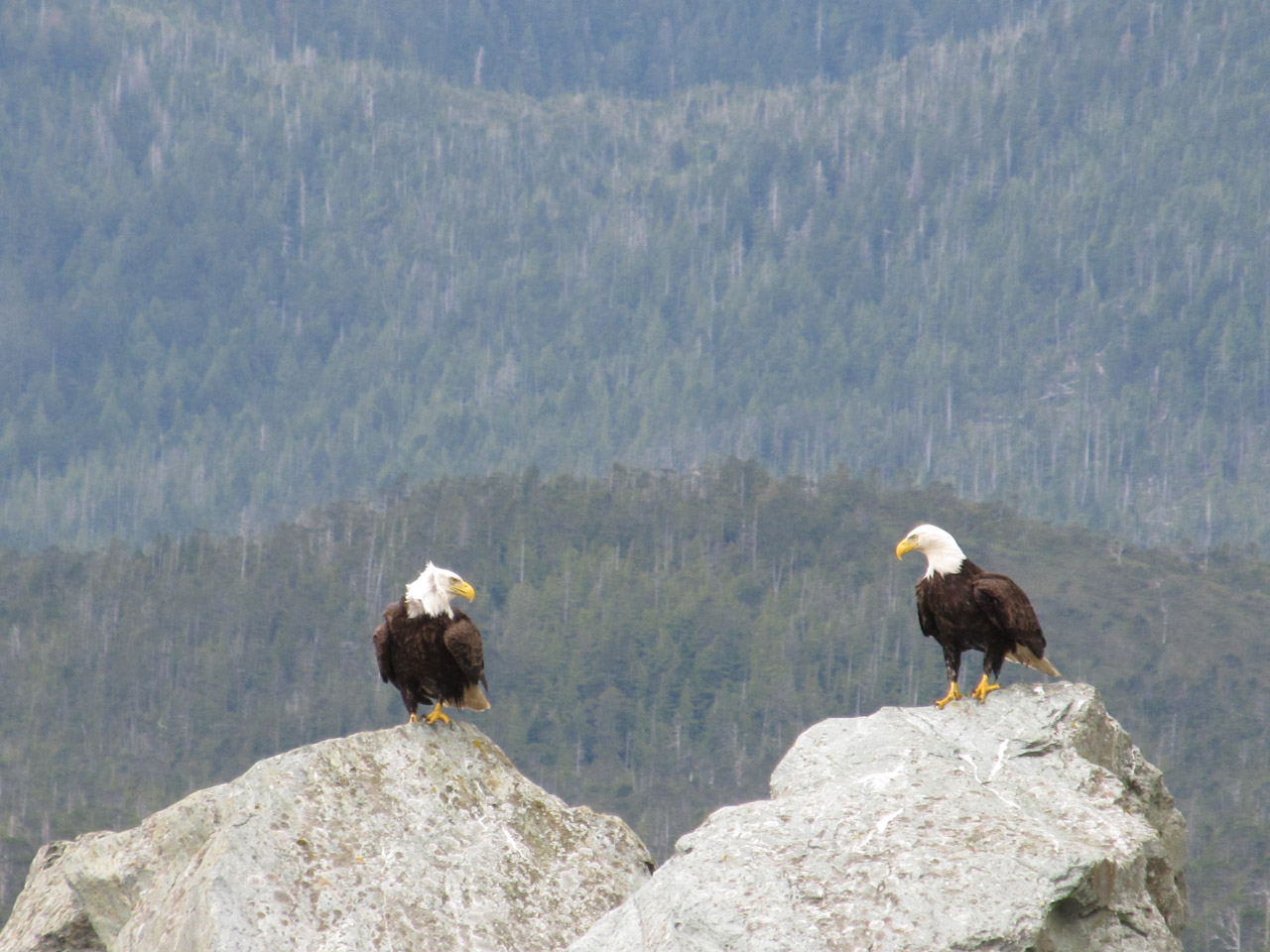 bald eagle stare free photo
