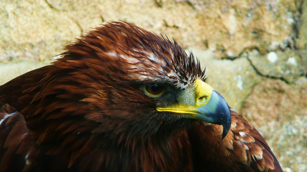 sitting eagle eagle free photo