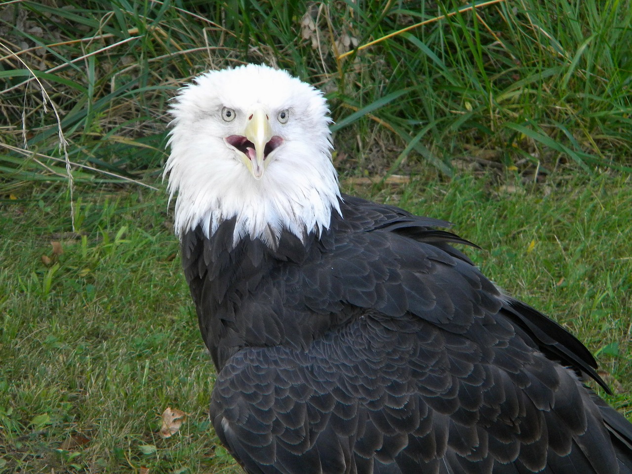 eagles eagle bald eagle free photo