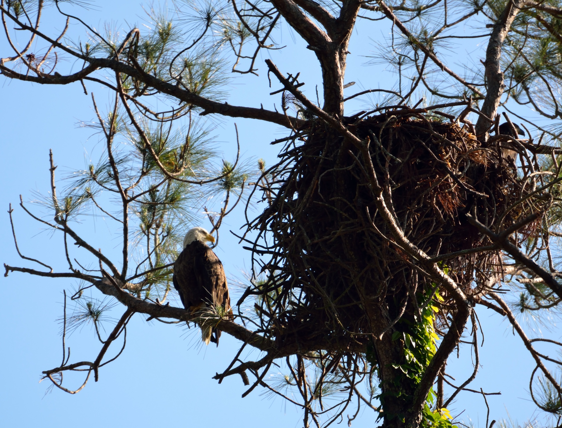 nest bird tree free photo
