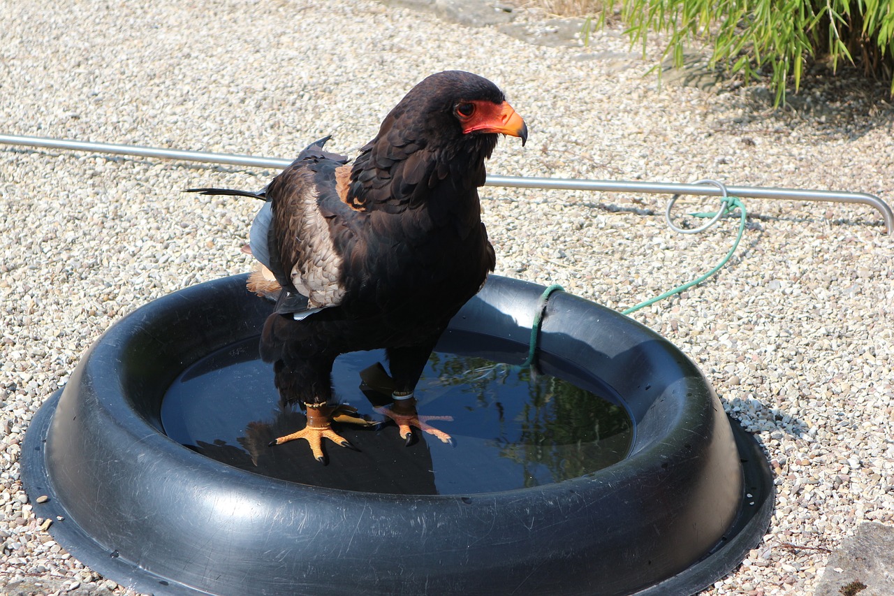 eagles waiting in detmold raptor jester free photo