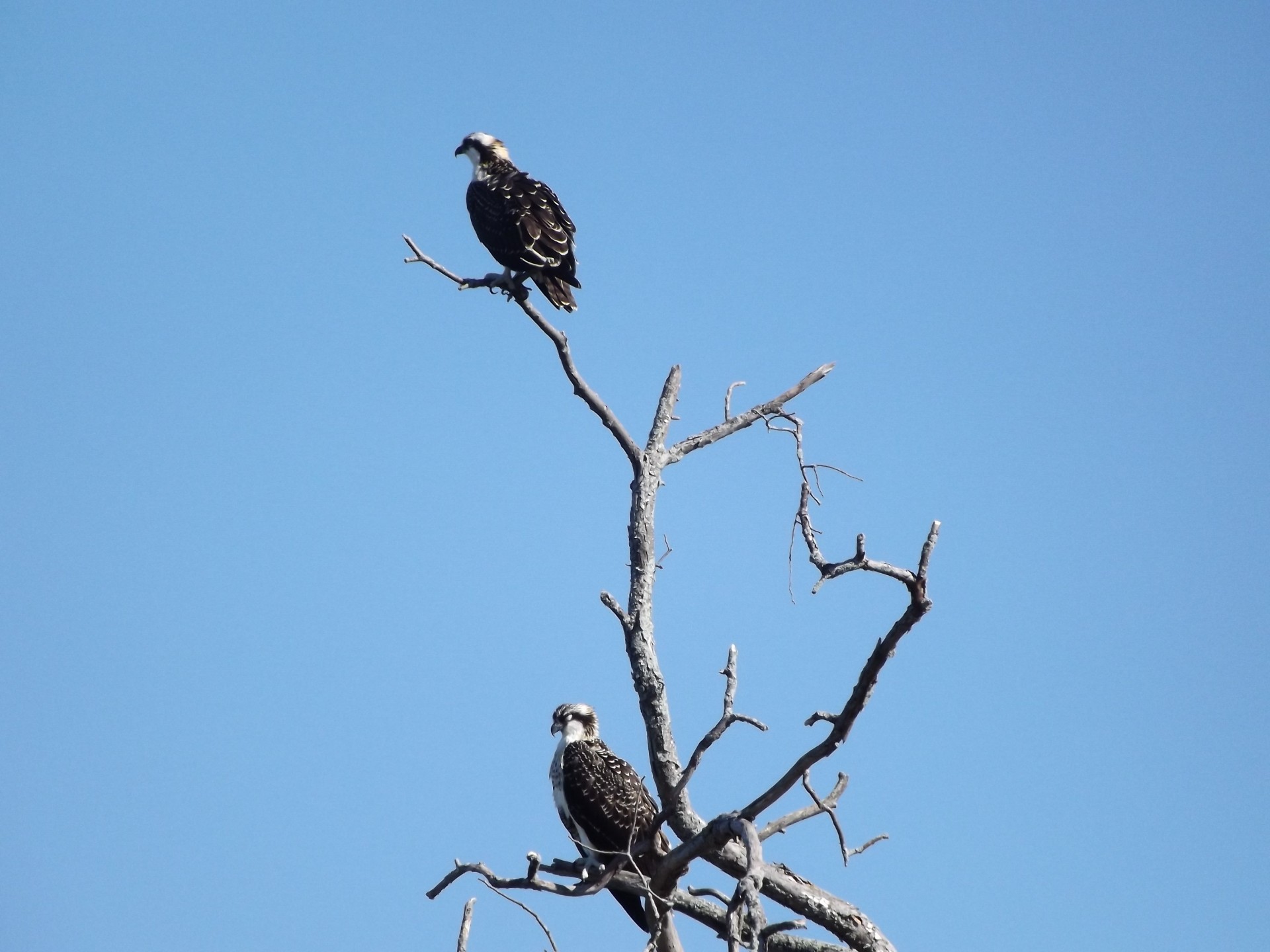 eagles pair eagles tree free photo