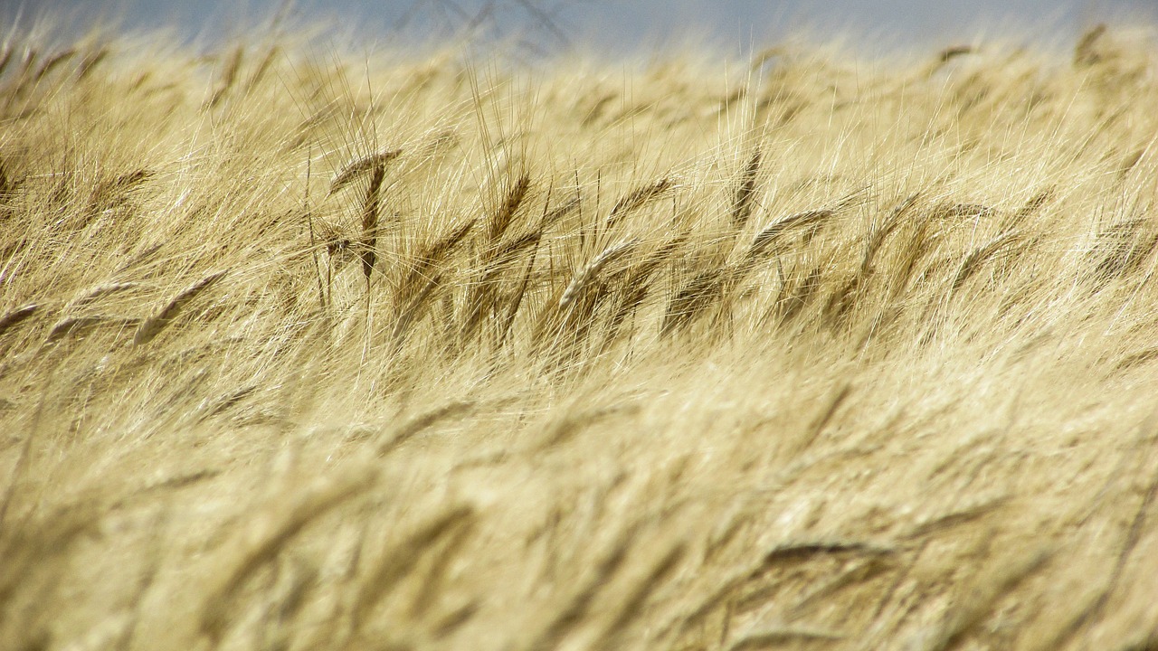 wheat field field golden free photo