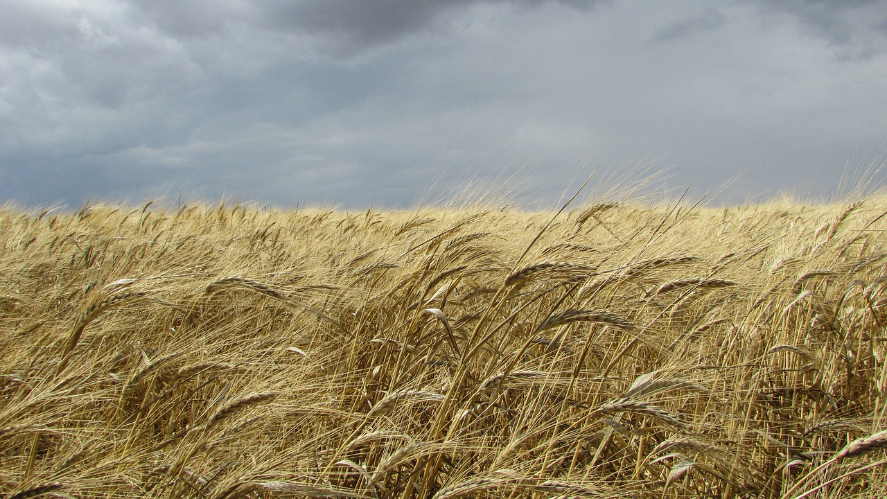 wheat field field golden free photo