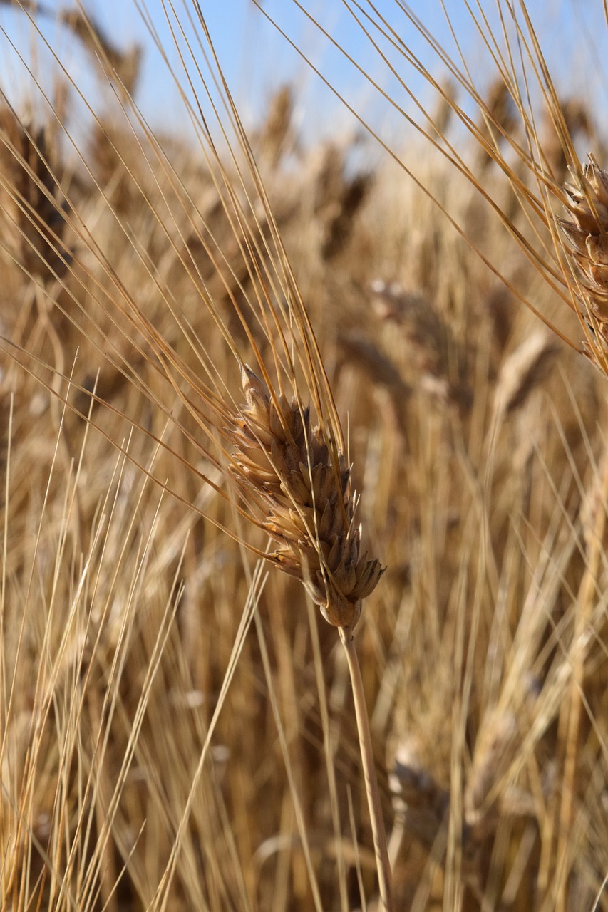 ear wheat cornfield free photo