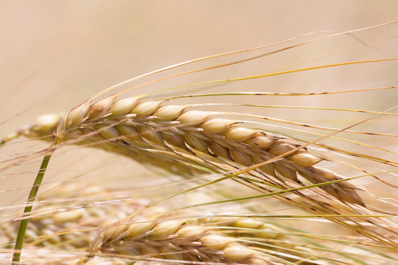 ear barley cereals free photo
