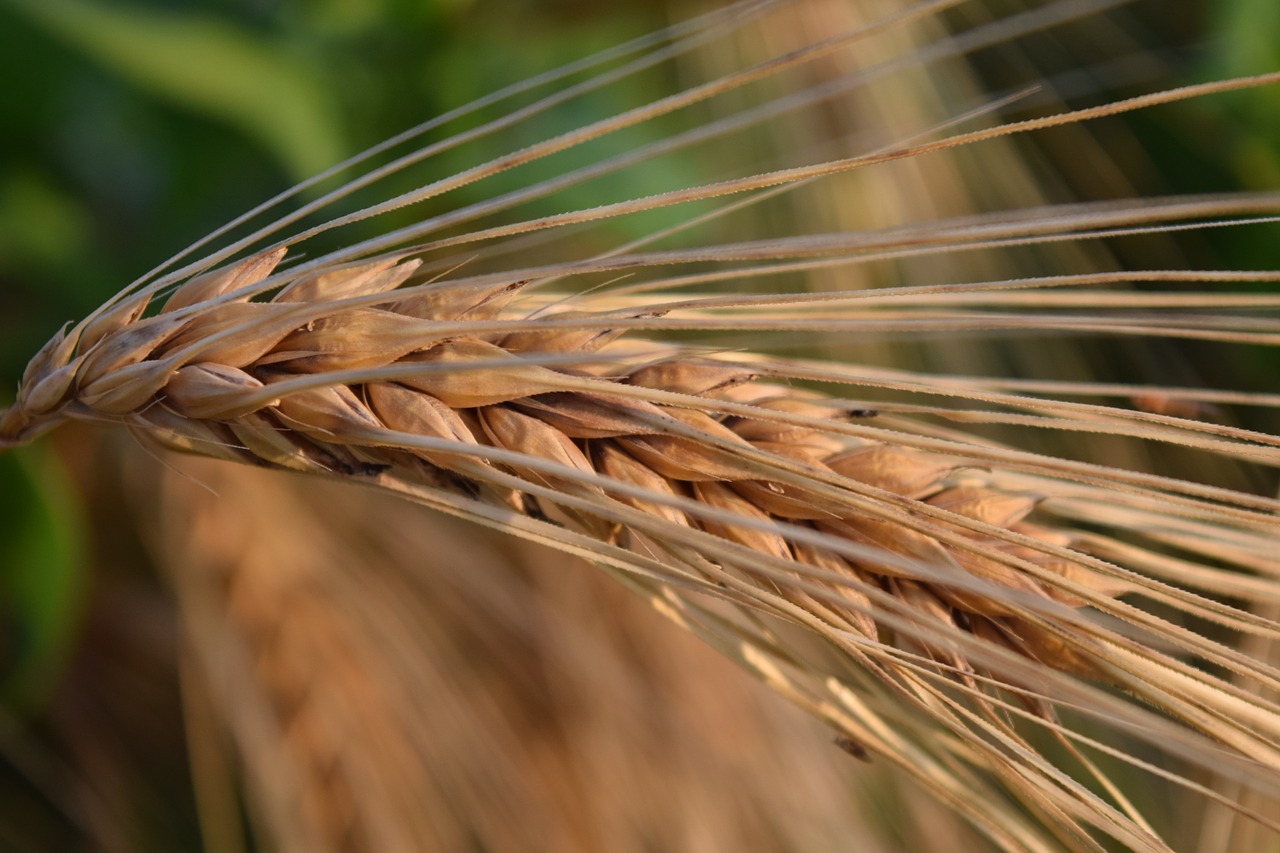 ear barley cereals free photo