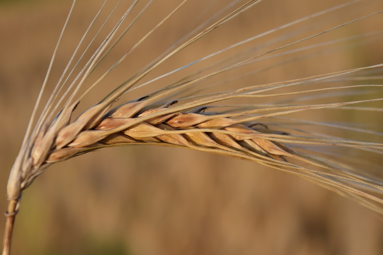 ear barley cereals free photo