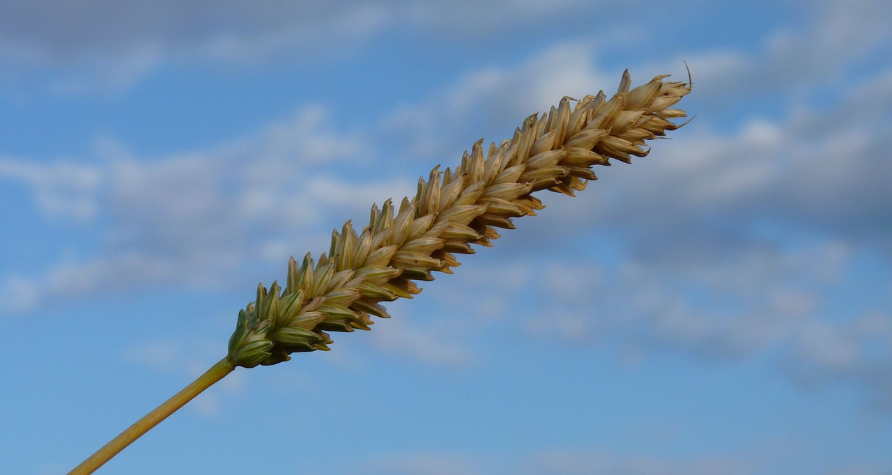 ear grain wheat free photo