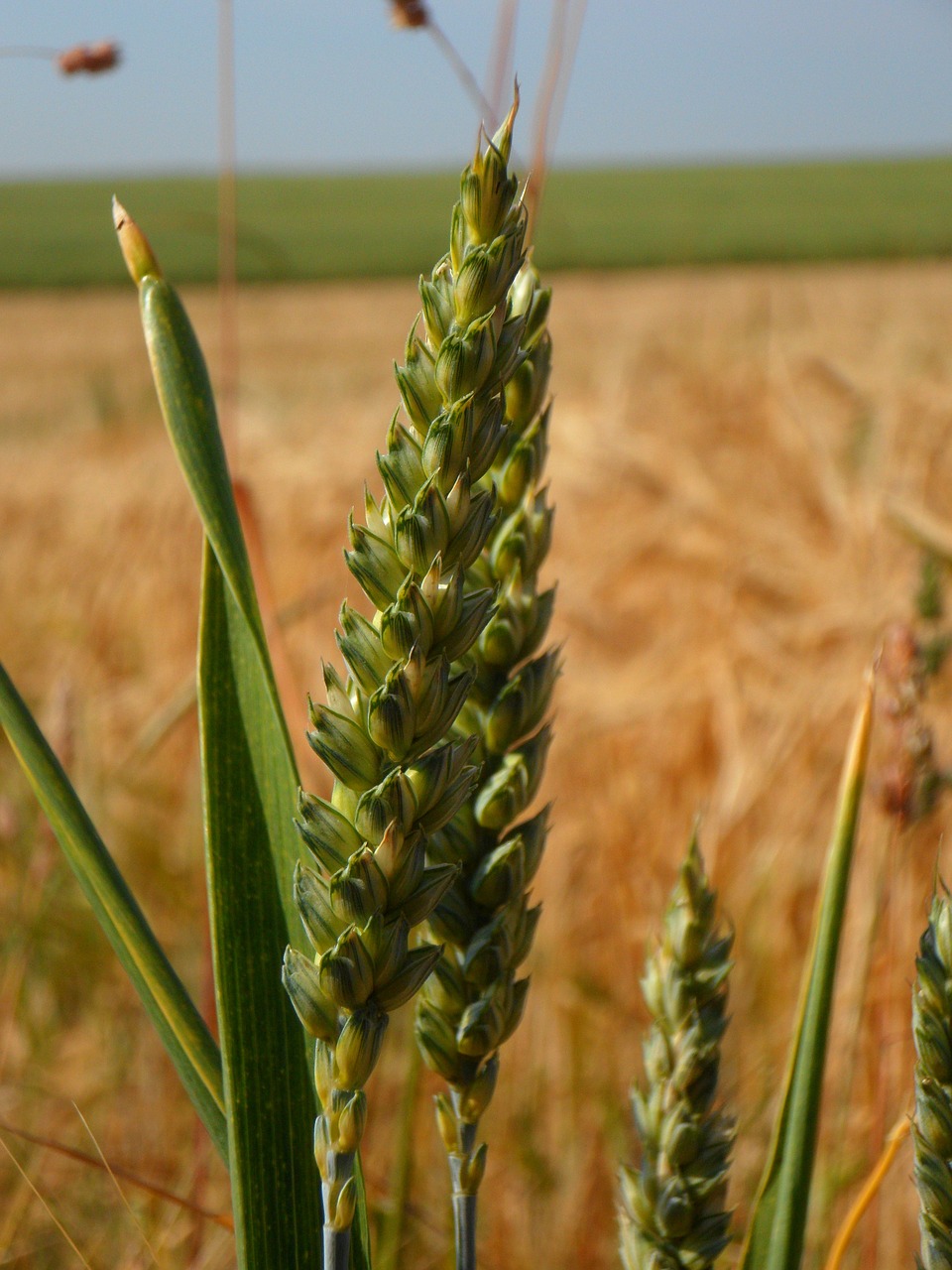 ear cereals grain free photo