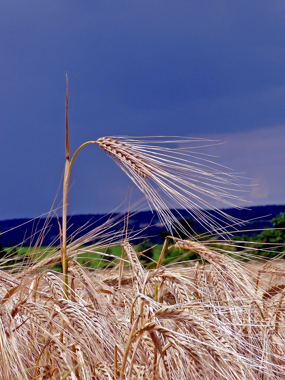 ear field cereals free photo