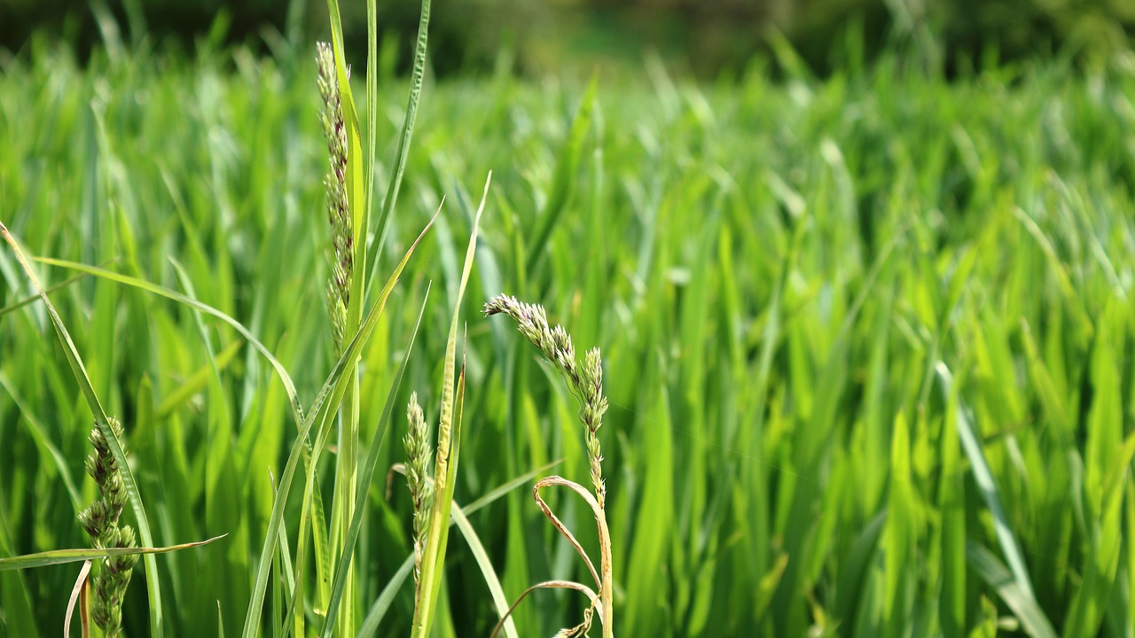 ear grain green free photo