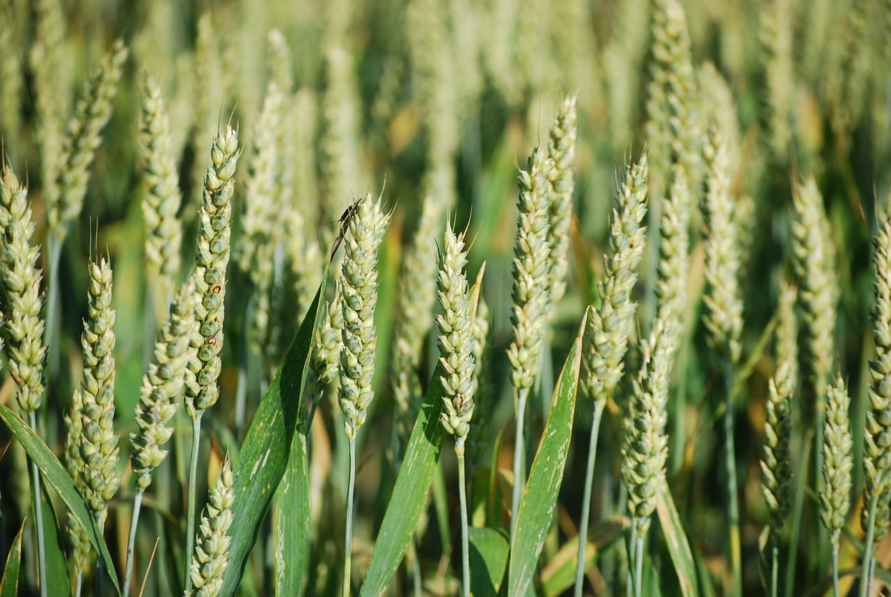 ear field cereals free photo