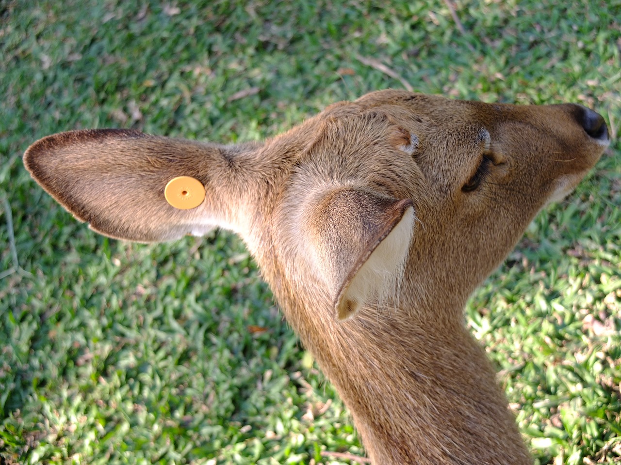 ear deer beast free photo