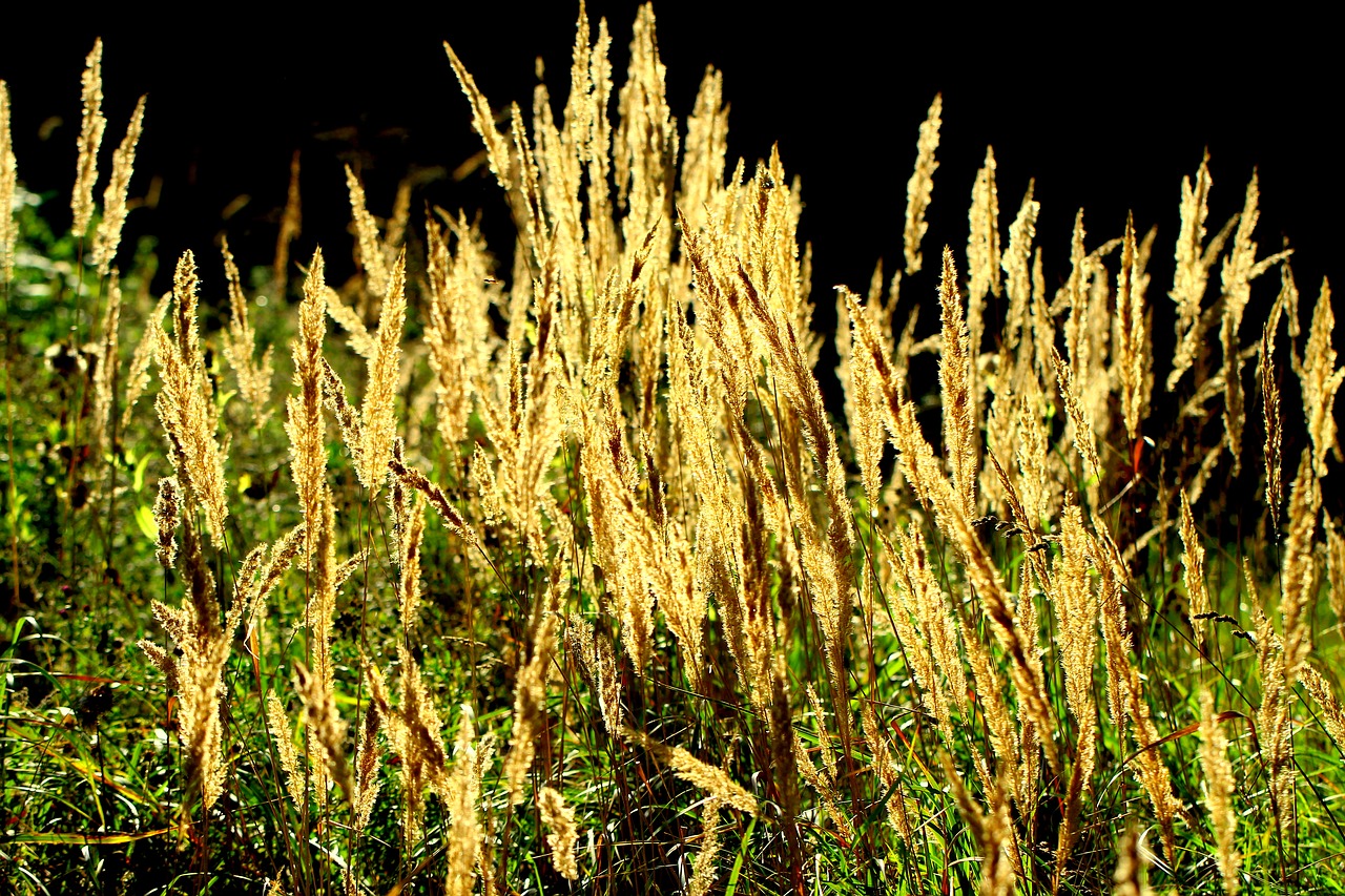 ear grass sunset free photo