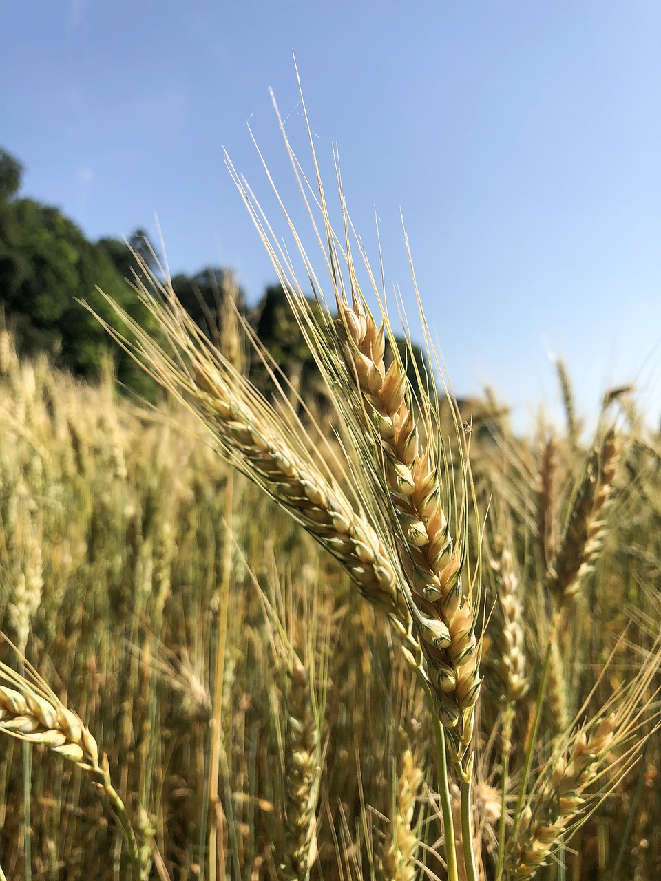 ear  wheat  grain free photo