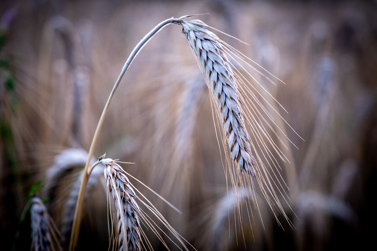 ear  weize  barley free photo