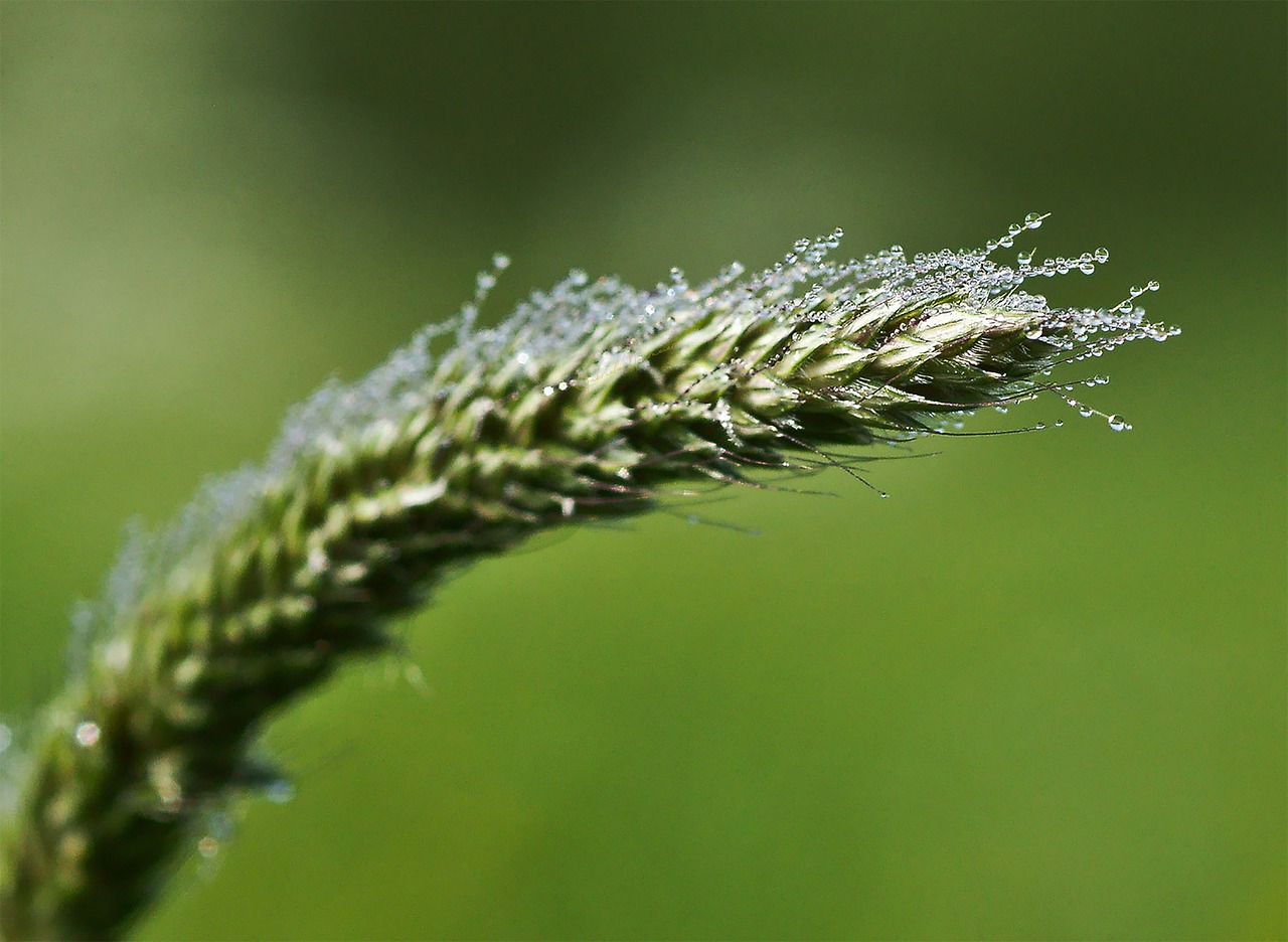 ear  blade of grass  meadow free photo