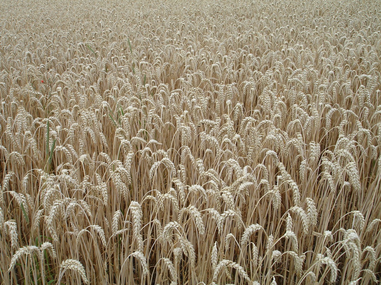 ear wheat cereals free photo