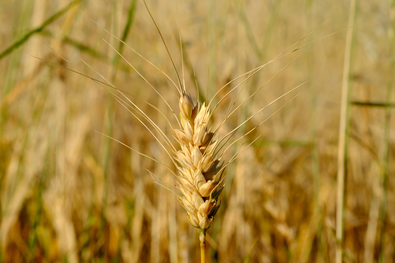 ear  wheat  cereals free photo