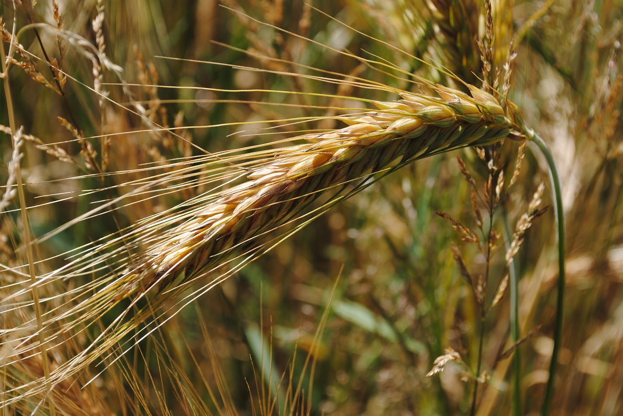 ear barley grain free photo