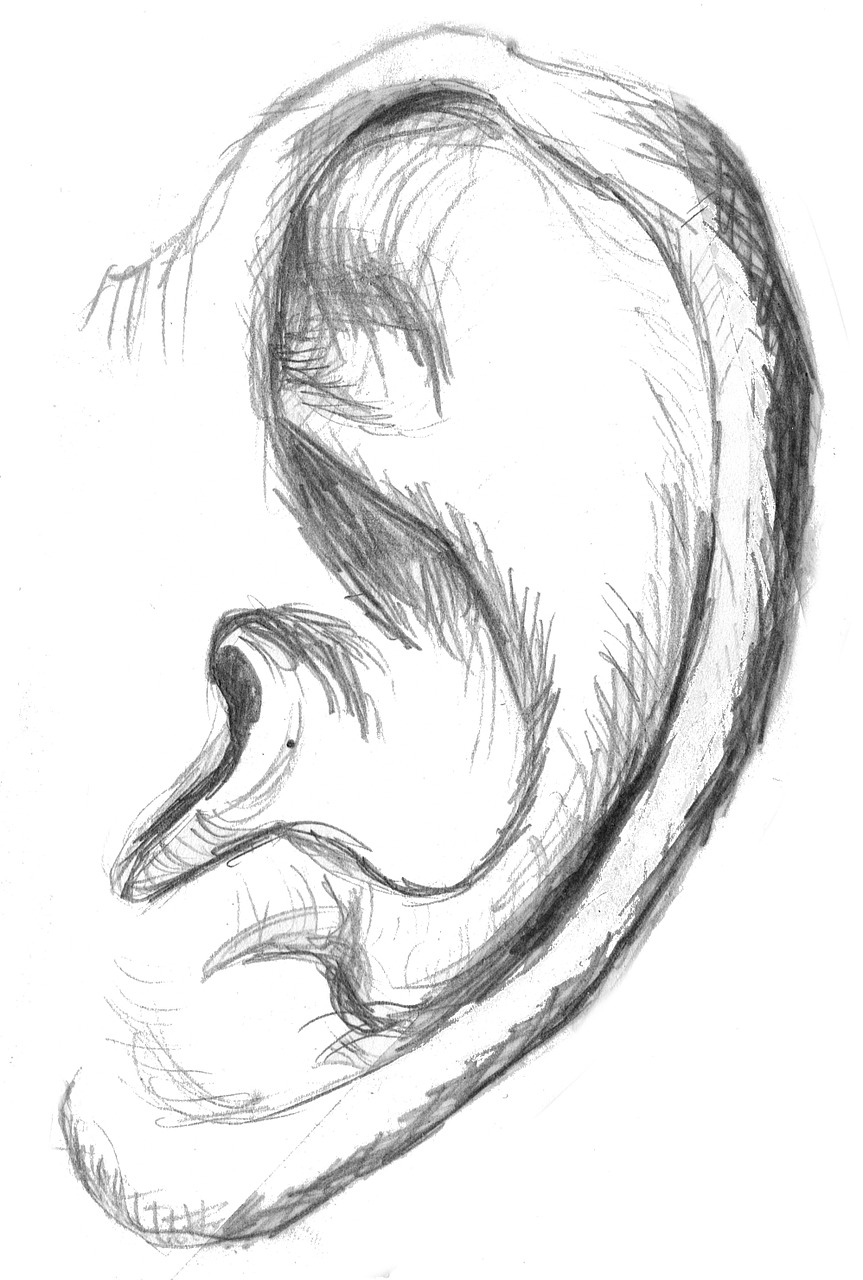 ear sketch drawing free photo