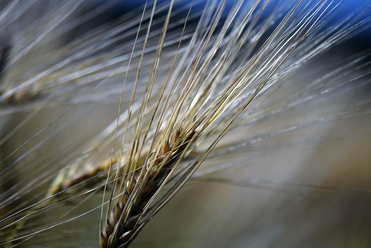 ear of corn macro cereals free photo