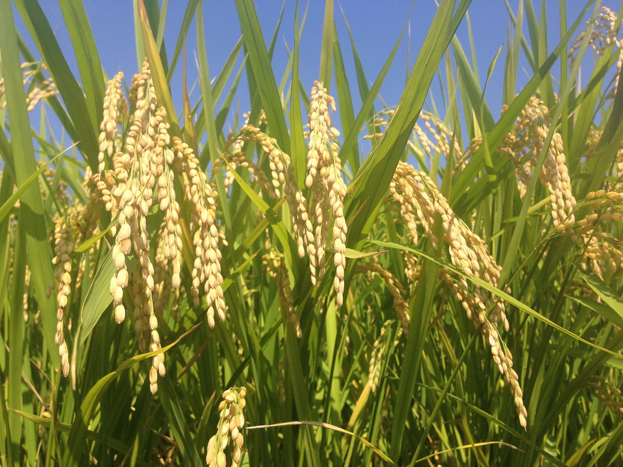 ear of rice autumn japan free photo