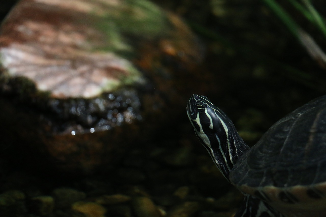 eared turtle reptile free photo