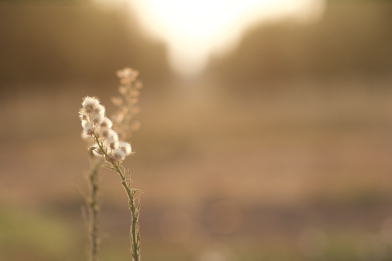 early morning farm free photo