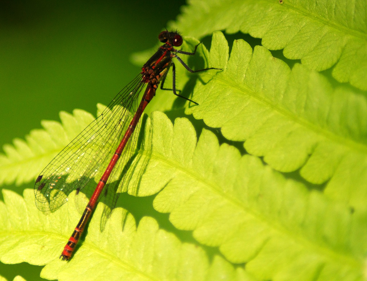 early adonis dragonfly  dragonfly  males free photo