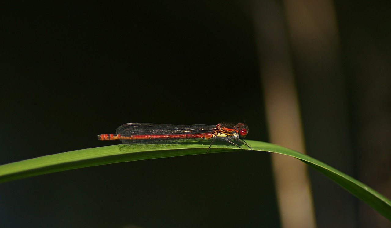 early adonis dragonfly  dragonfly  males free photo