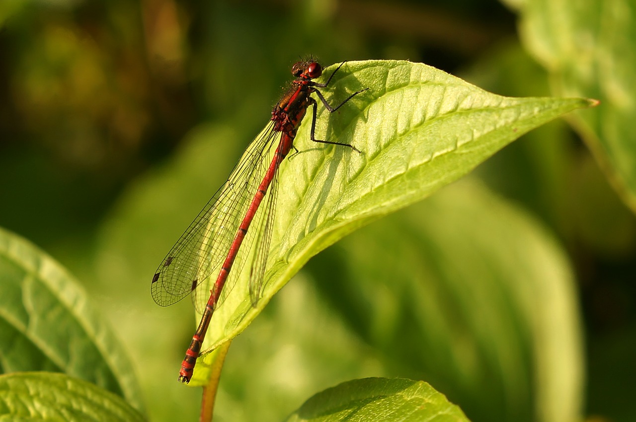 early adonis dragonfly  dragonfly  males free photo