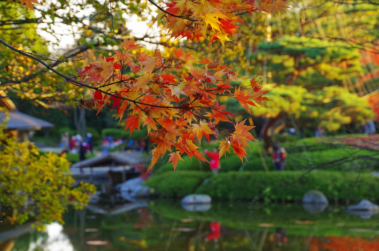 early autumn k japanese garden free photo