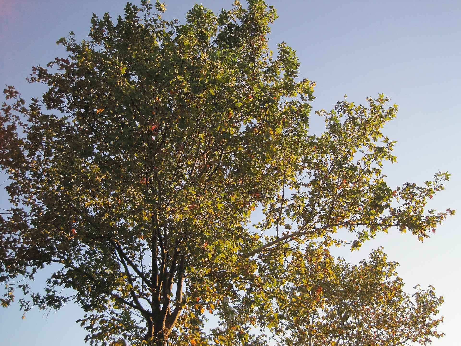 tree green yellow free photo