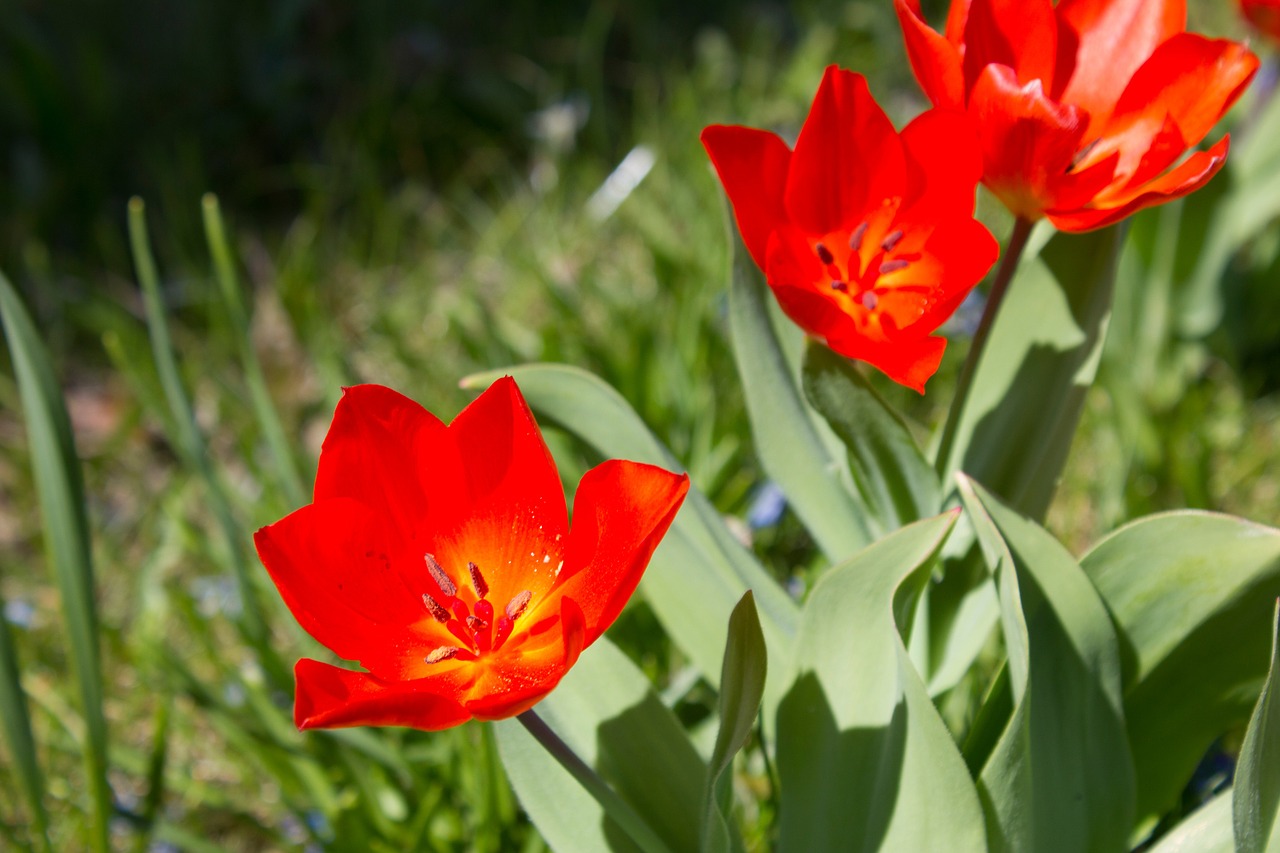 early bloomer red flower spring free photo