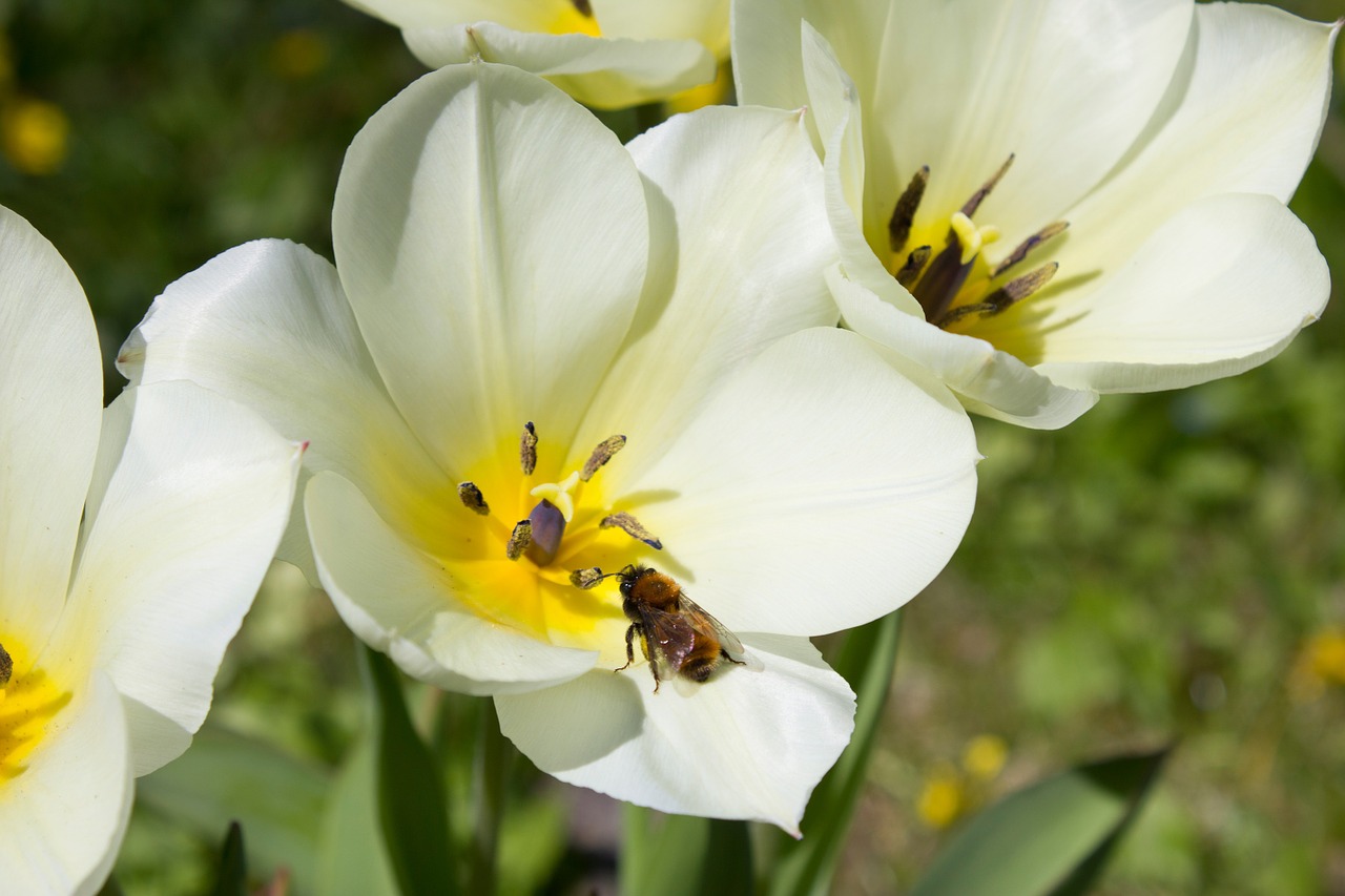 early bloomer flower with bee garden free photo