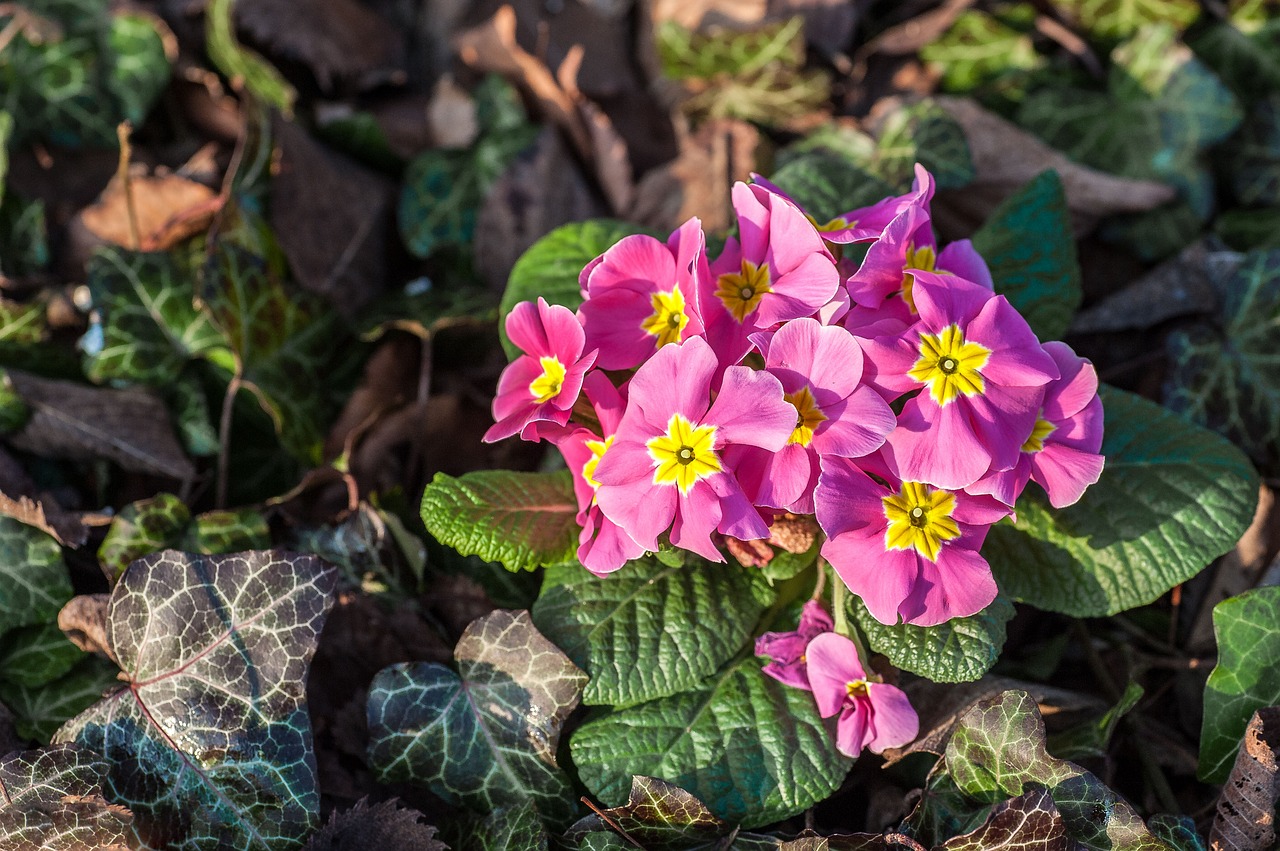 early bloomer blossom bloom free photo